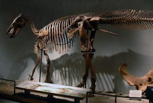 Denver Museum Nature Science Edmontosaurus Skeleton