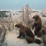 Denver Museum Nature Science Wolverines