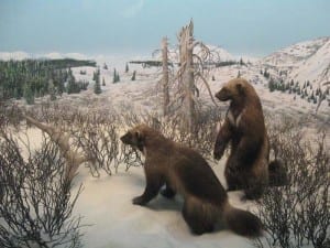 Denver Museum Nature Science Wolverines