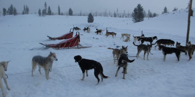 sledding colorado colorado sledding sled tours in co sledding colorado colorado sledding sled tours in co