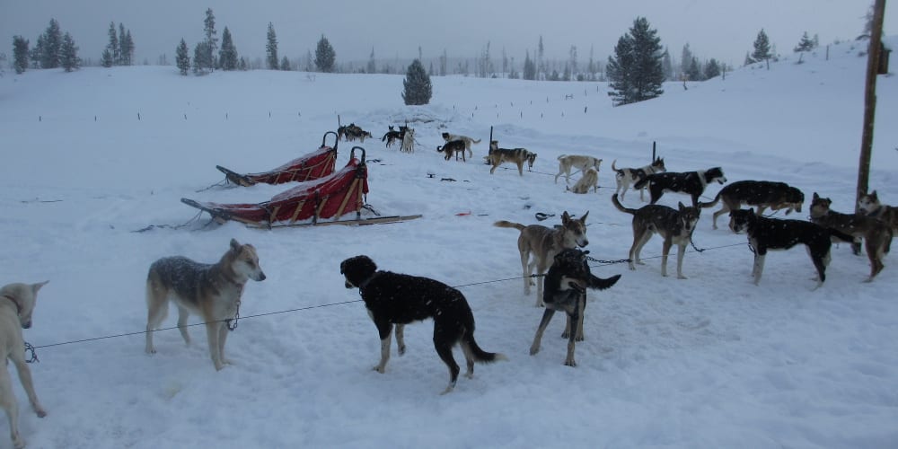 Dog Sledding Steamboat Springs CO