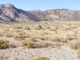 Hunting Western Colorado