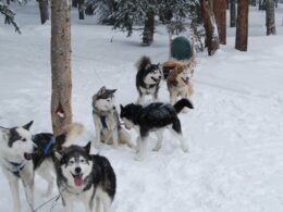 Dog Sled Tour 5 Mountain Pass Colorado