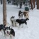 Dog Sled Tour 5 Mountain Pass Colorado