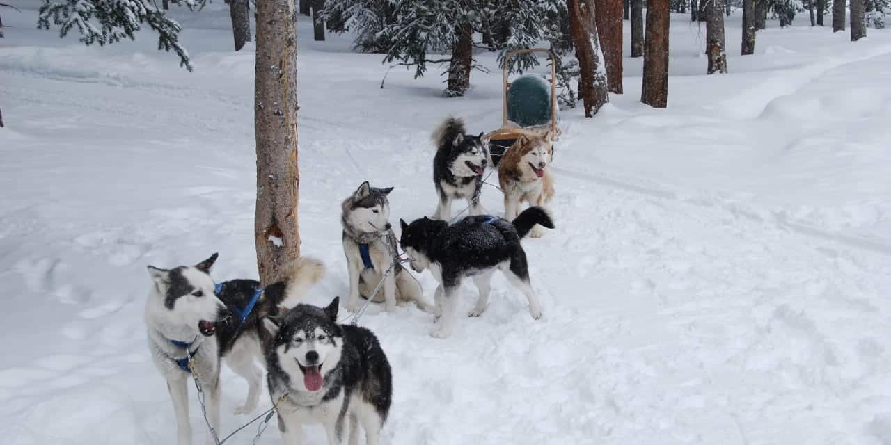 Dog Sled Tour 5 Mountain Pass Colorado