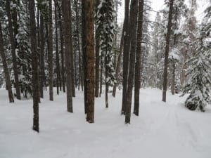 Buttermilk Mountain Trees