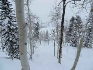 Buttermilk Mountain Aspens