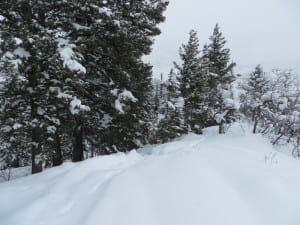 Buttermilk Mountain Fox