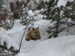 Buttermilk Mountain Fox