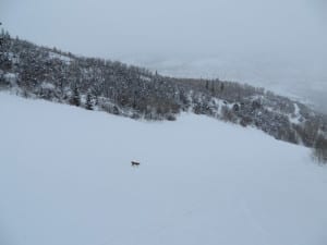 Buttermilk Mountain Piste Fox