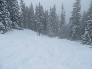 Aspen Highlands Bowl Trees