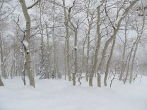 Aspen Mountain Aspens