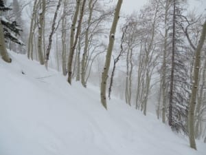 Aspen Mountain Trees