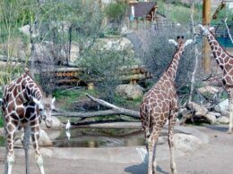 Cheyenne Mountain Zoo