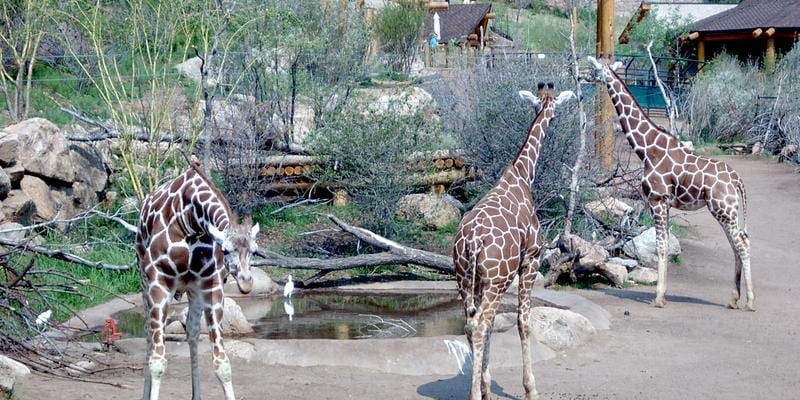 Cheyenne Mountain Zoo