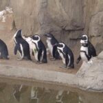 Denver Zoo