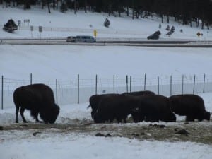 Buffalo Herd Overlook December