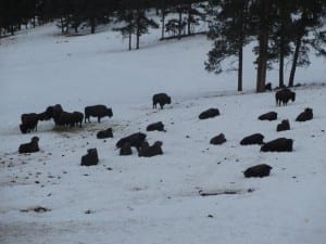 Buffalo Herd Overlook North Side