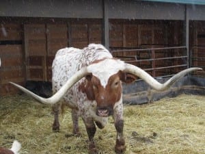 Saddleback Ranch Livestock Longhorn