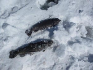 Stagecoach Reservoir Ice Fishing Trout