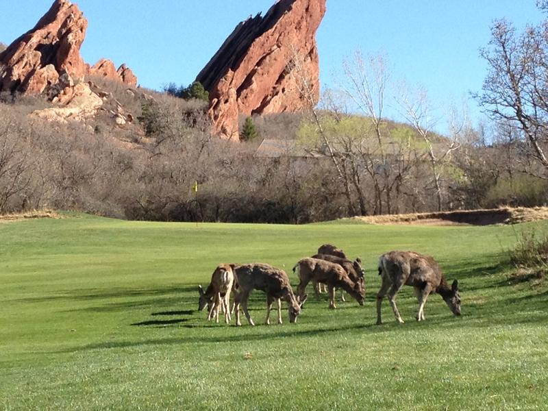 Arrowhead Golf Club Deer
