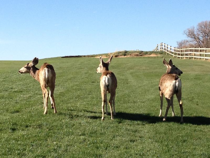 Arrowhead Golf Club Deer