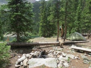 Clohesy Lake Dispersed Camping