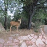 North Cheyenne Canon Park Deer
