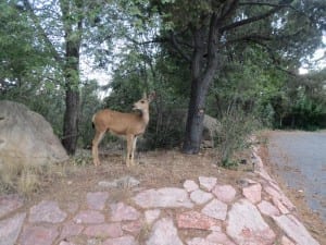 North Cheyenne Canon Park Deer