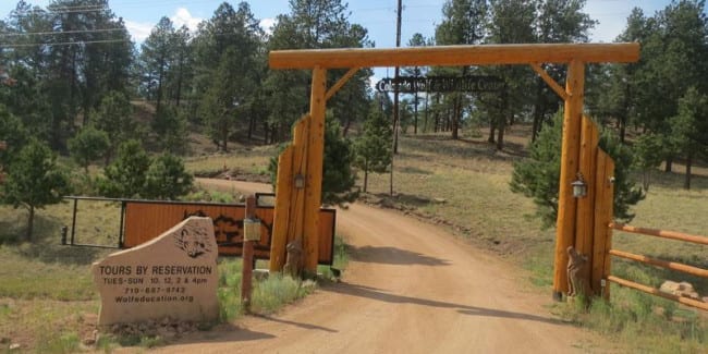 Colorado Wolf and Wildlife Center – Divide, CO | Wolf, Coyote, Fox