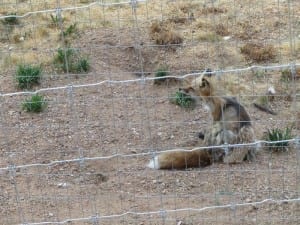 Colorado Wolf Wildlife Center Foxes