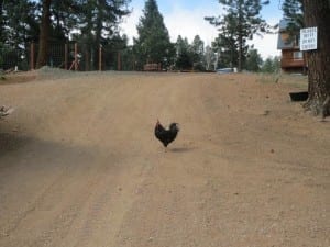 Colorado Wolf Wildlife Center Hen