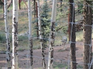 Colorado Wolf Wildlife Center Wolves