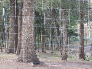 Colorado Wolf Wildlife Center Wolves