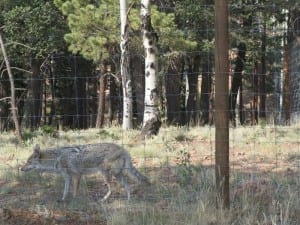 Colorado Wolf Wildlife Center Coyote