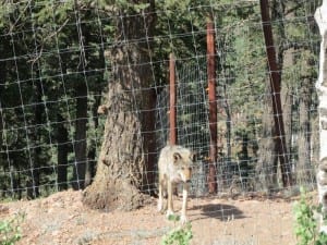 Colorado Wolf Wildlife Center Coyote