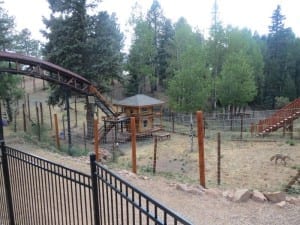 Colorado Wolf Wildlife Center Foxes