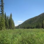 Vasquez Ridge Meadow
