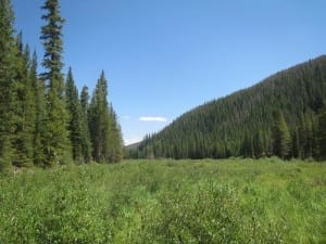 Vasquez Ridge Meadow