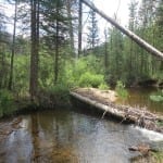 Vasquez Ridge Creek Fish