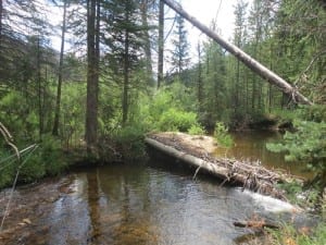 Vasquez Ridge Creek Fish