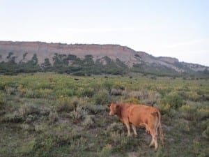 Flat Top Mountains Cow