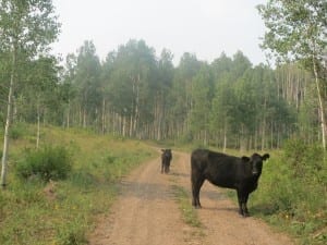 Flat Tops Trail Cows