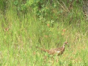 Flat Tops Trail Turkey