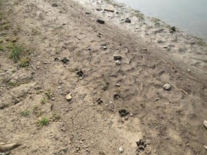 Flat Tops Trail Mountain Lion Tracks