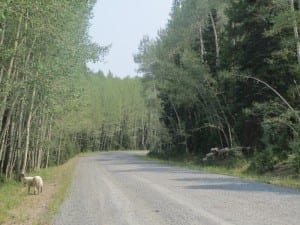 Flat Tops Trail Guardian Dog Sheep Herd