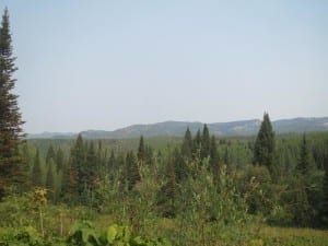 Buffalo Pass Forest