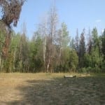 Hahns Peak Lake Dispersed Campsite