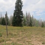 Rabbit Ears Pass Forest Road 291