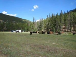 Guanella Pass Dispersed Camping